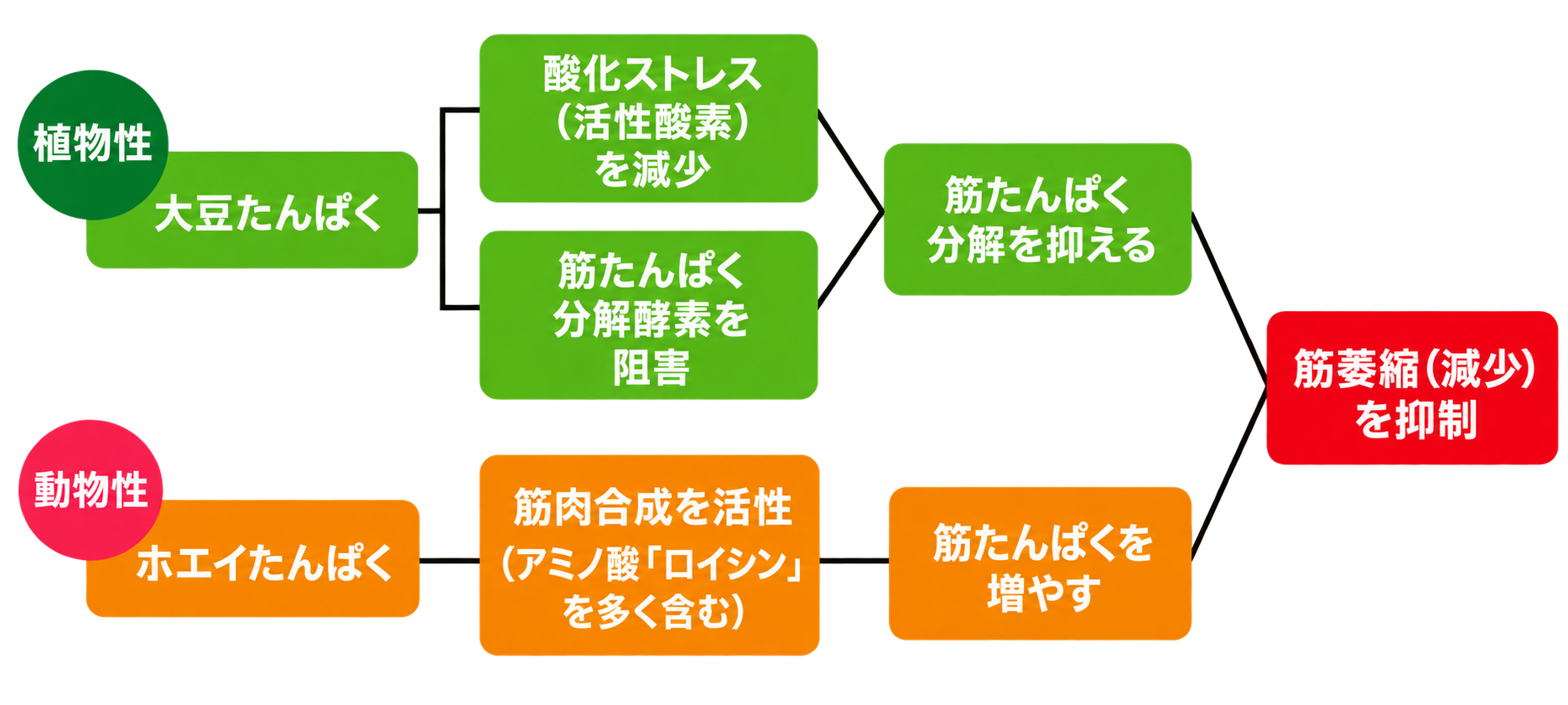 新RippleFactor